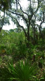 Trees growing in forest