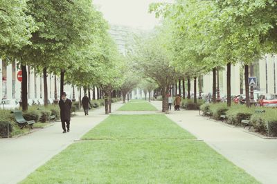 Treelined footpath in park