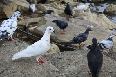 High angle view of seagulls perching on land