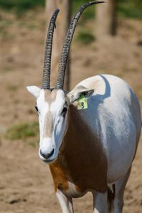 Close-up portrait of horse standing on field