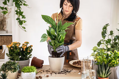 Woman home gardener transplanting white peace lily in flowerpot