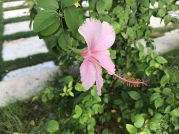 Close-up of pink hibiscus flower