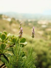 Close-up of flowering plant on field