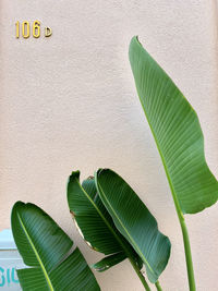 Palm leaves in lisbon