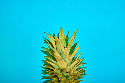 Low angle view of plant against blue sky