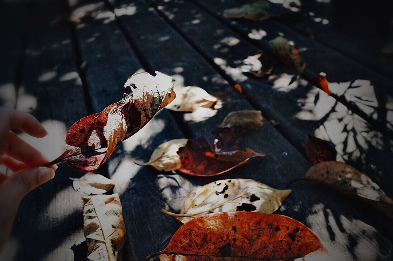 animal themes, leaf, autumn, change, high angle view, dry, leaves, domestic animals, mammal, orange color, day, outdoors, fallen, one animal, street, close-up, season, focus on foreground, nature, no people