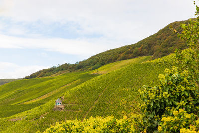 View to the mosel wine area
