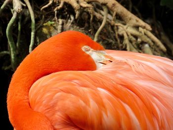 Close-up of a flamingo 