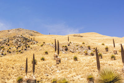 Panoramic view of cactus on field against sky