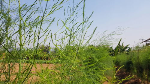 Plants growing on field against sky