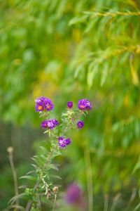 Close-up of purple flowers