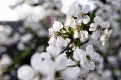 Close-up of white cherry blossom tree
