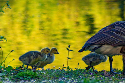 View of birds on field