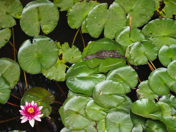 High angle view of lotus water lily on leaves