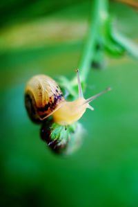 Close-up of snail on plant