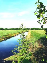 Plants growing on field by lake against sky