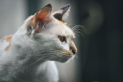 Close-up of a cat looking away