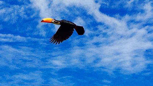 Low angle view of bird flying against blue sky