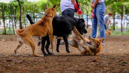 Dogs fighting on ground