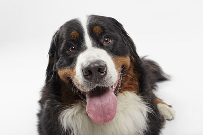 Close-up portrait of dog sticking out tongue against white background