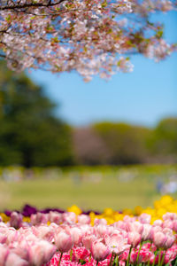 Close-up of pink flowers on field