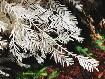 Close-up of christmas tree