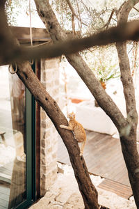 View of lizard on tree