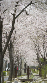 View of cherry blossom in park