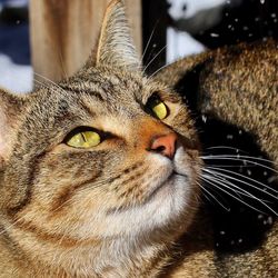Close-up portrait of cat