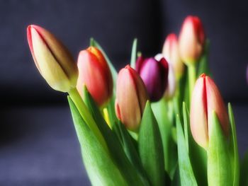 Close-up of flowers