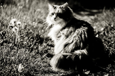 Cat sitting on a field