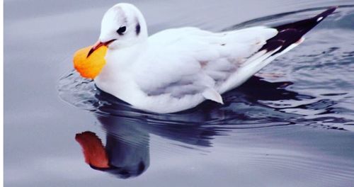 Close-up of duck in water