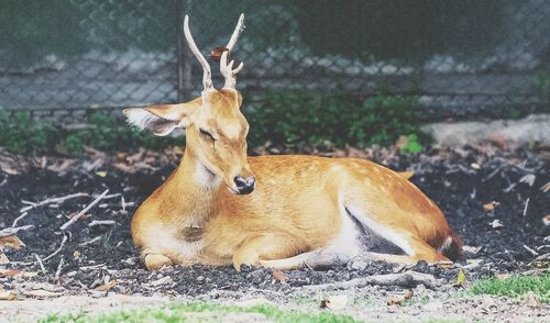 Close-up of deer