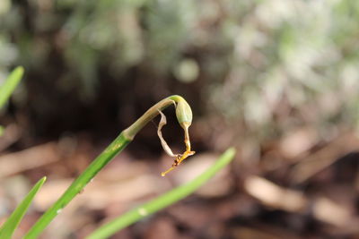 Narcissus tête-à-tête seed head