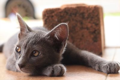Close-up of a cat resting