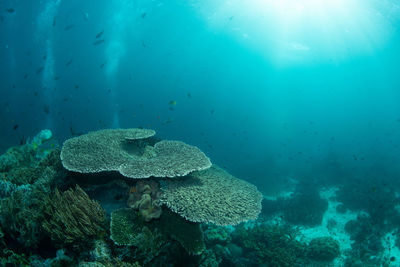 Fish swimming in sea