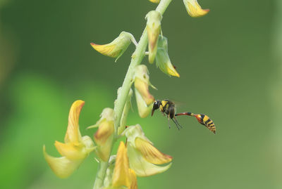 Close-up of bee pollinating on flower