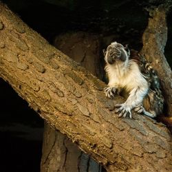 Low angle view of tamarin monkey sitting on branch in zoo