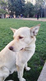 Close-up of dog on field