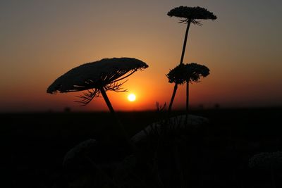 Close-up of silhouette flower on field against sky at sunset