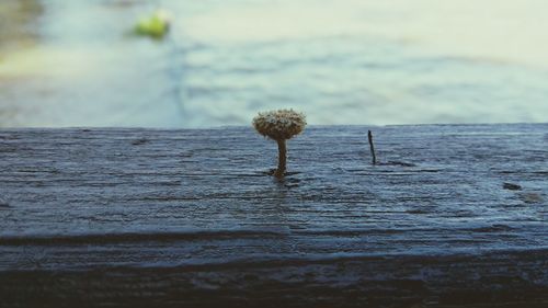 Close-up of plants against sea