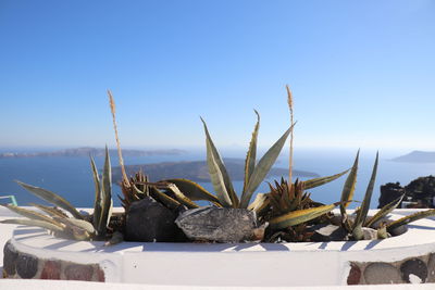 Cactus plants by sea against clear blue sky