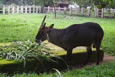 Side view of a animal  on field