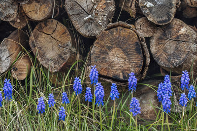 Hyacinth flowers blooming against logs on field