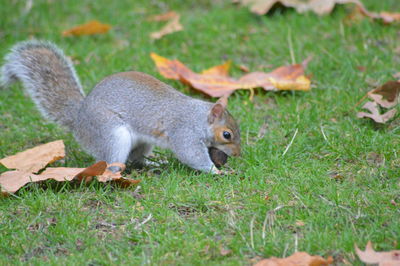 Squirrel on field