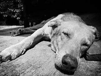 Cat lying on the ground