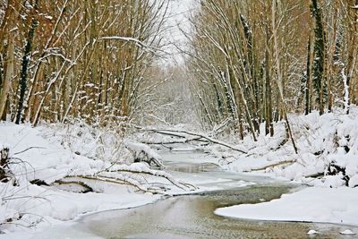 Bare trees on snow covered landscape