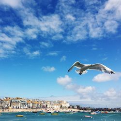 Seagull flying over sea against sky