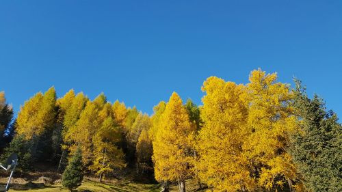 Low angle view of trees against clear blue sky