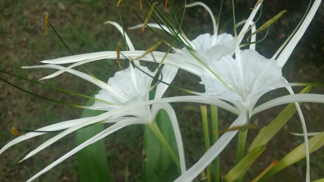 CLOSE-UP OF WHITE FLOWER